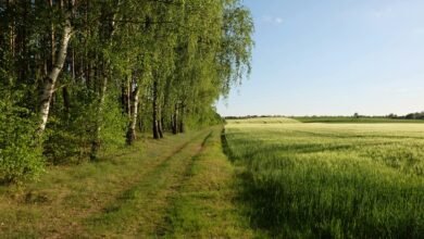 growth edge conversion horizon